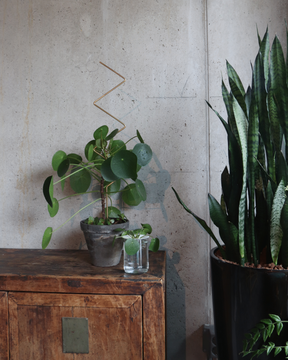 Zlata opora za rastline – CikCak