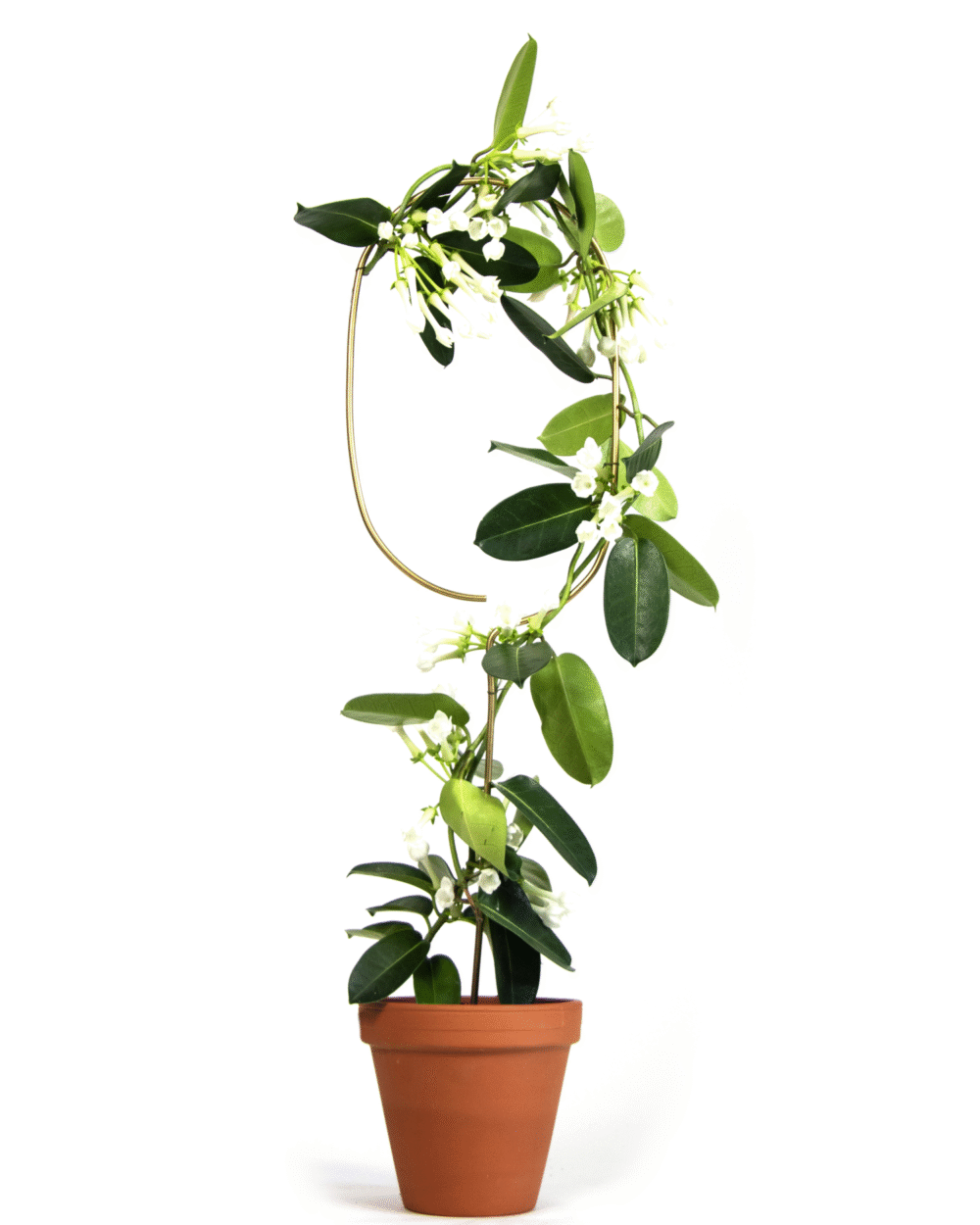 Zlata opora za rastline – Elipsa