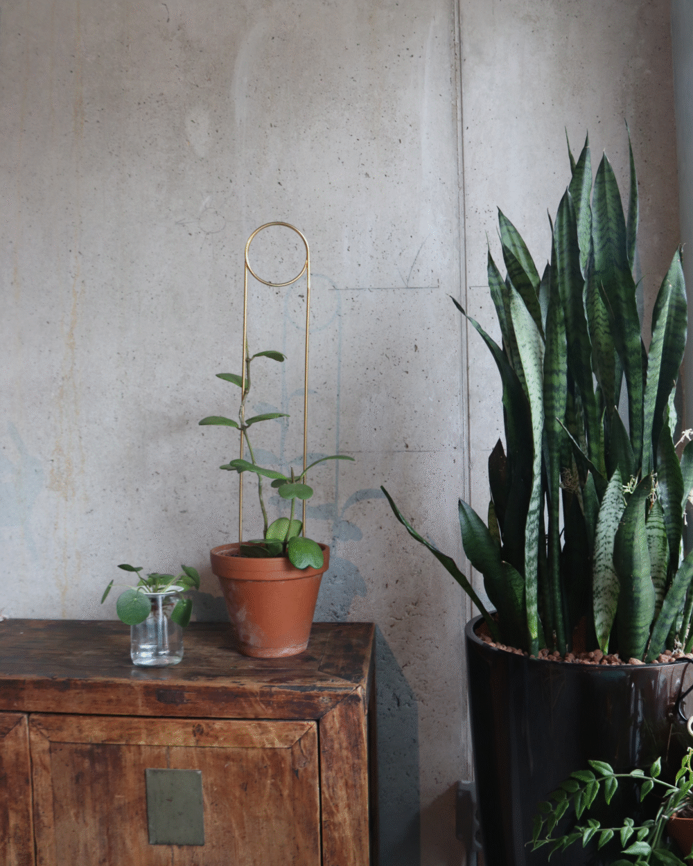 Zlata opora za rastline – Igla