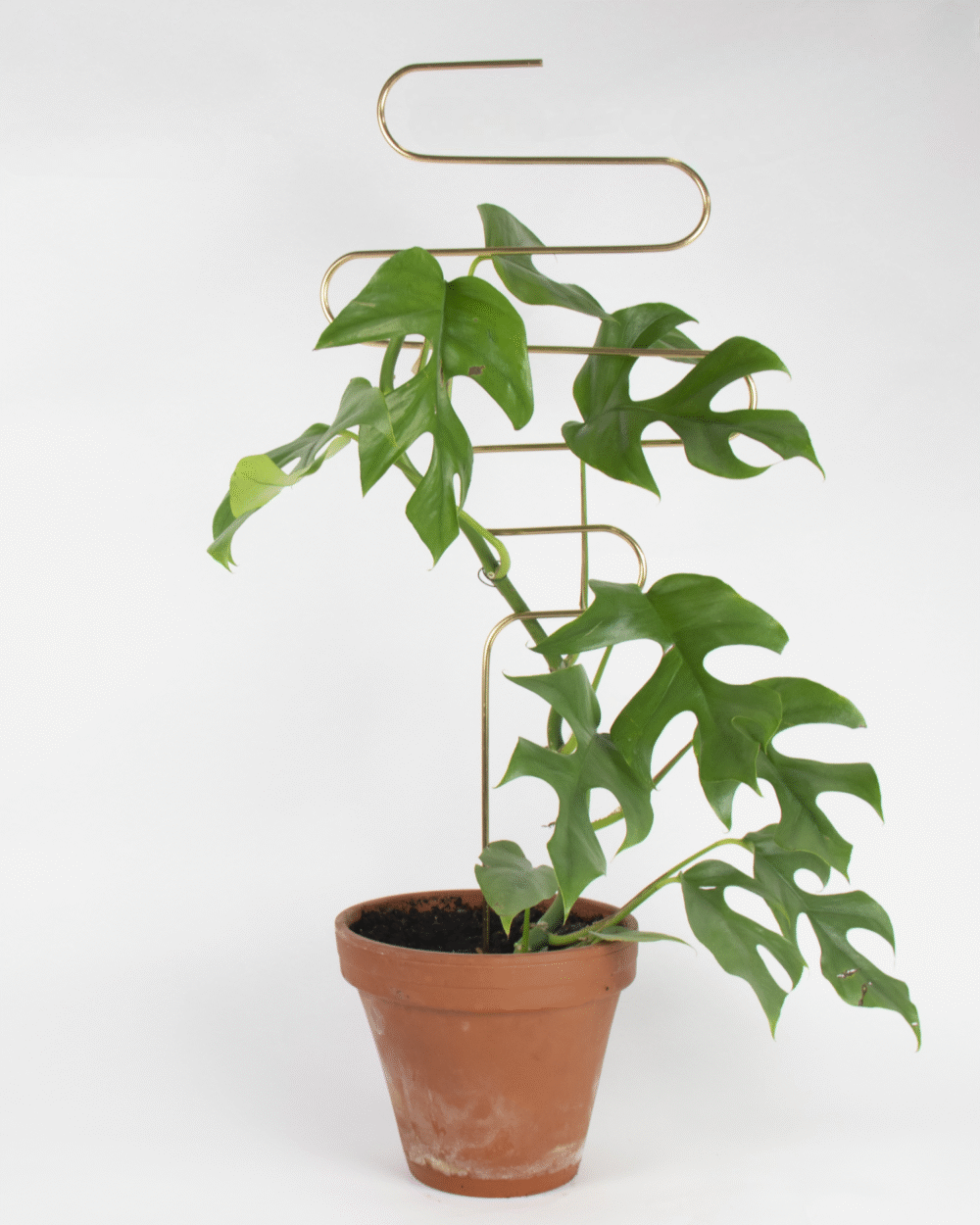 Zlata opora za rastline – Vijuga