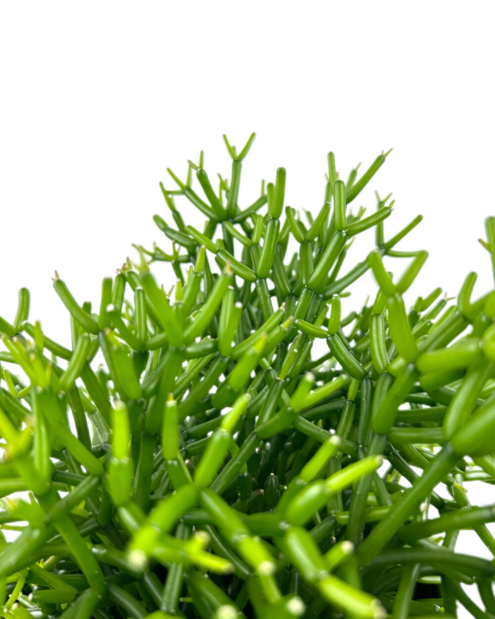 Hatiora bambusoides (M)