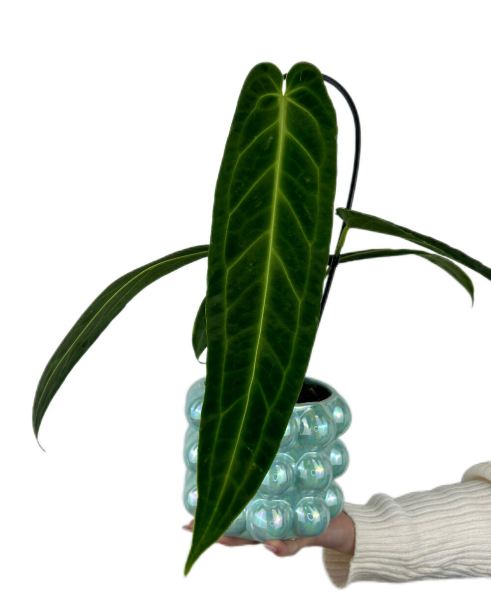 Anthurium warocqueanum (M)