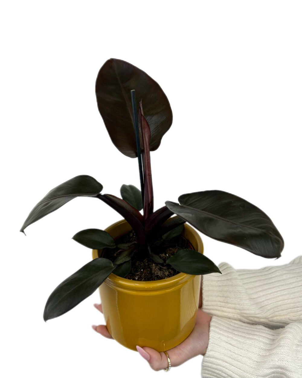Philodendron ‘Black Cardinal’ (M)