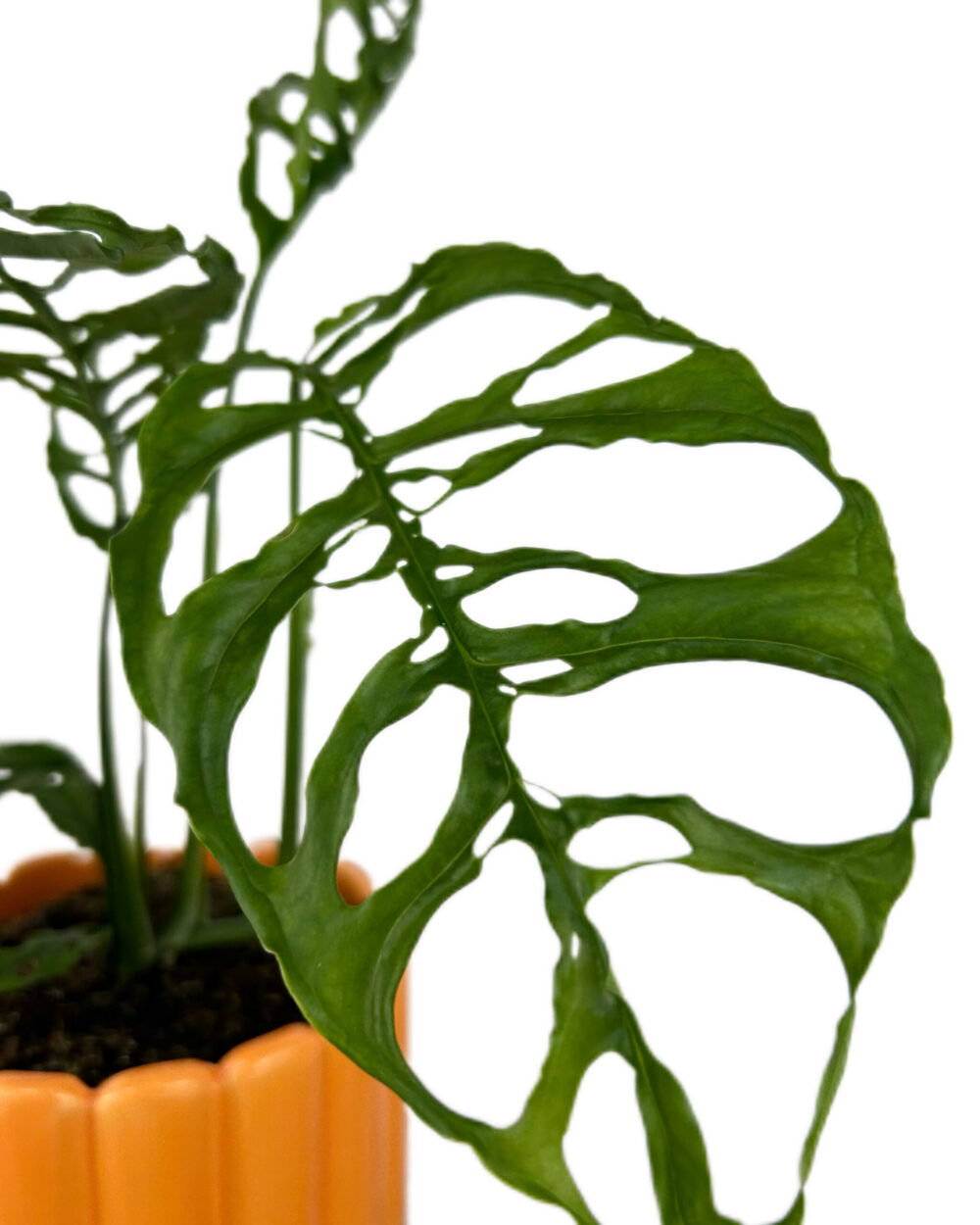 Monstera obliqua ‘Peru’ (M)