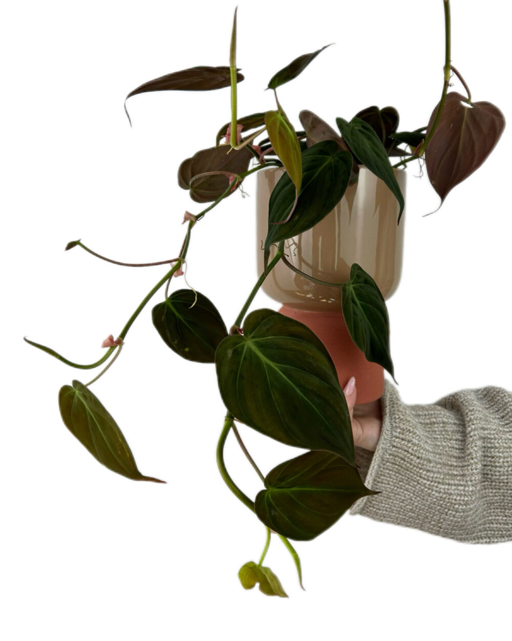 Philodendron scandens ‘Micans’ (M)