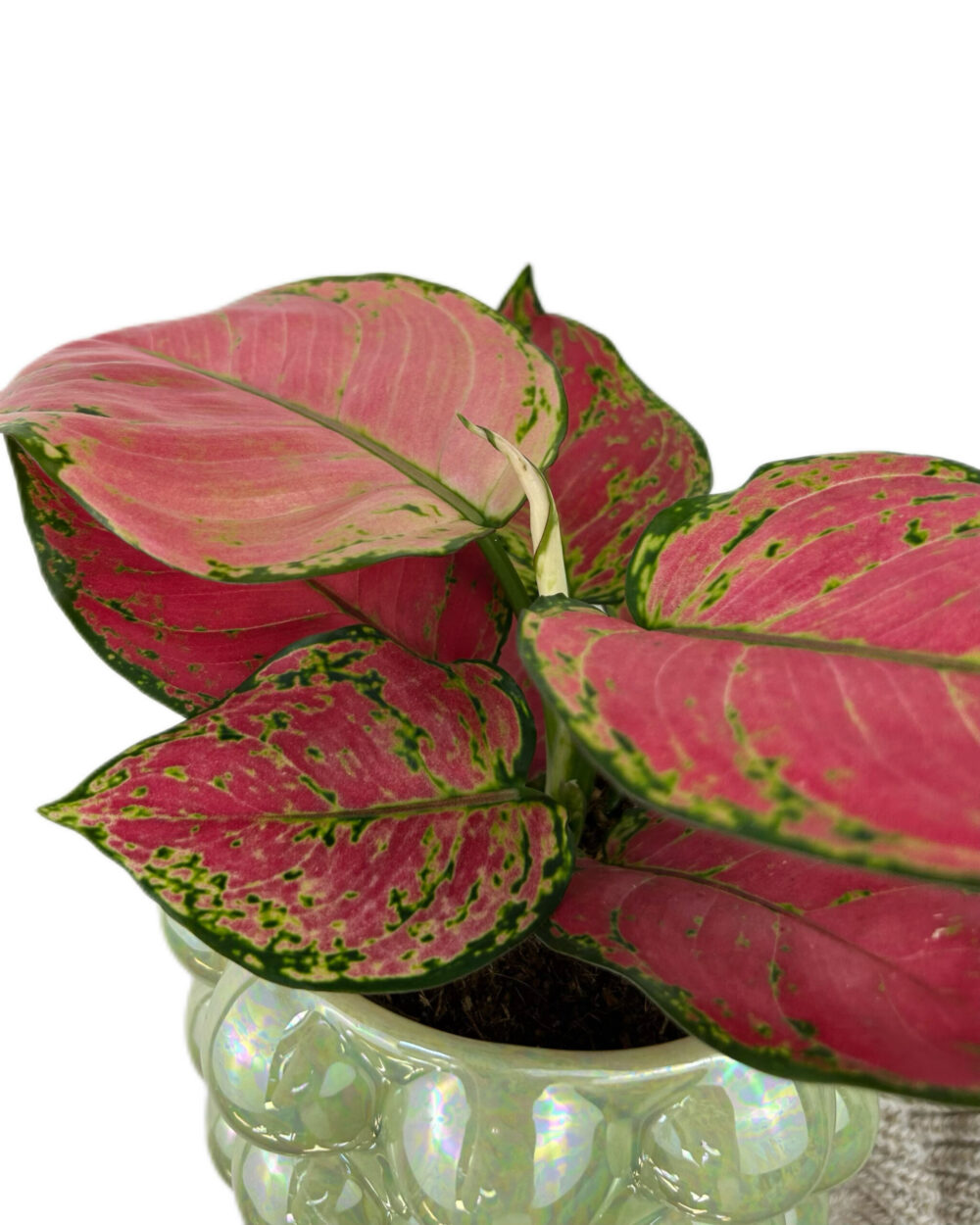Aglaonema ‘Red Joy’ (M)