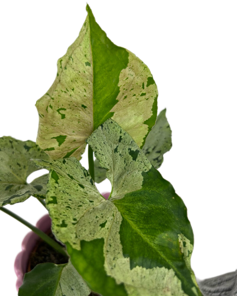 Syngonium ‘Green Splash’ (M)