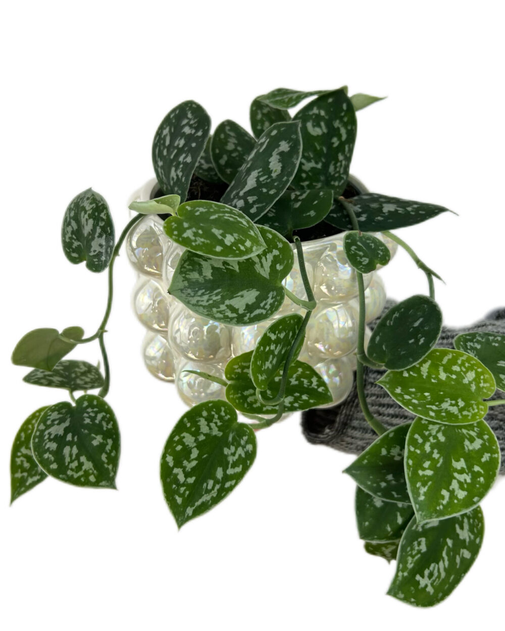 Scindapsus pictus ‘Argyraeus’ (M)