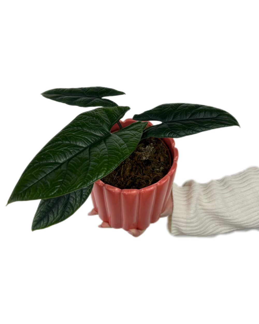 Alocasia scalprum (M)