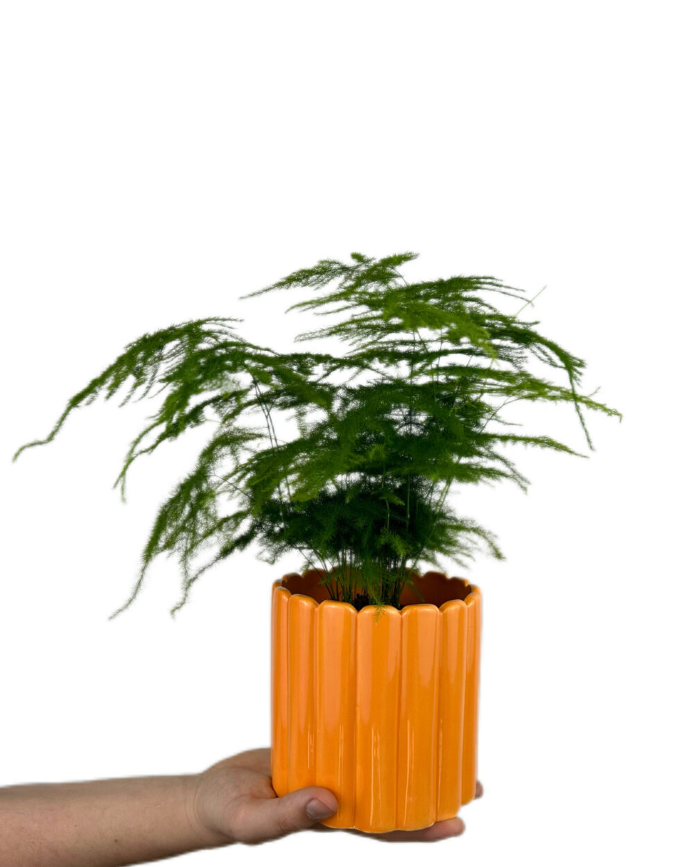 Asparagus setaceus (M)