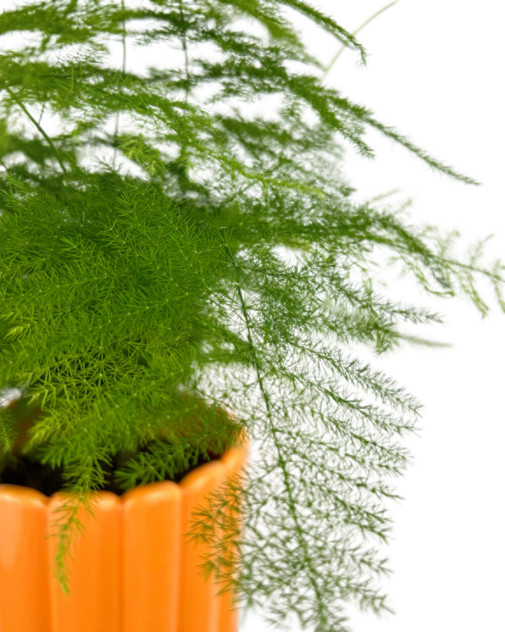 Asparagus setaceus (M)
