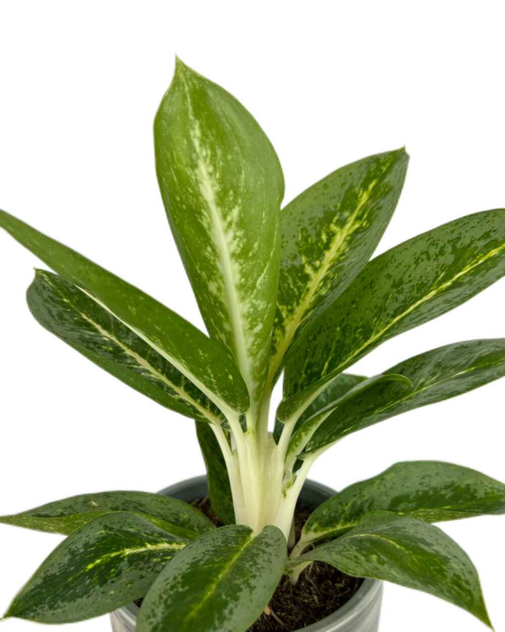 Aglaonema ‘Lemon Mint’ (M)