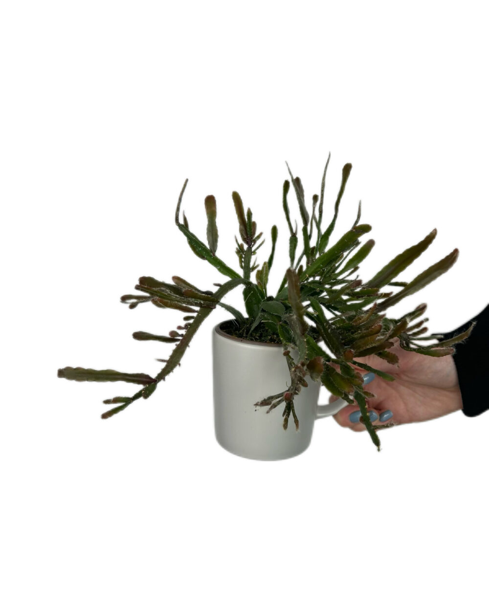 Rhipsalis agudoensis (S)