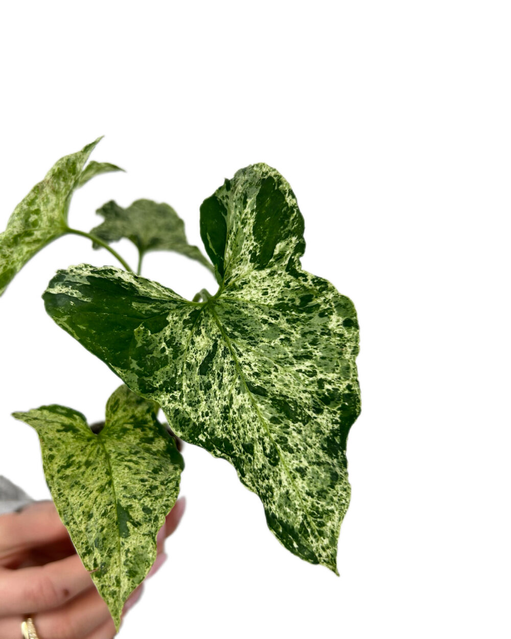 Syngonium ‘Mottled’ (XS)