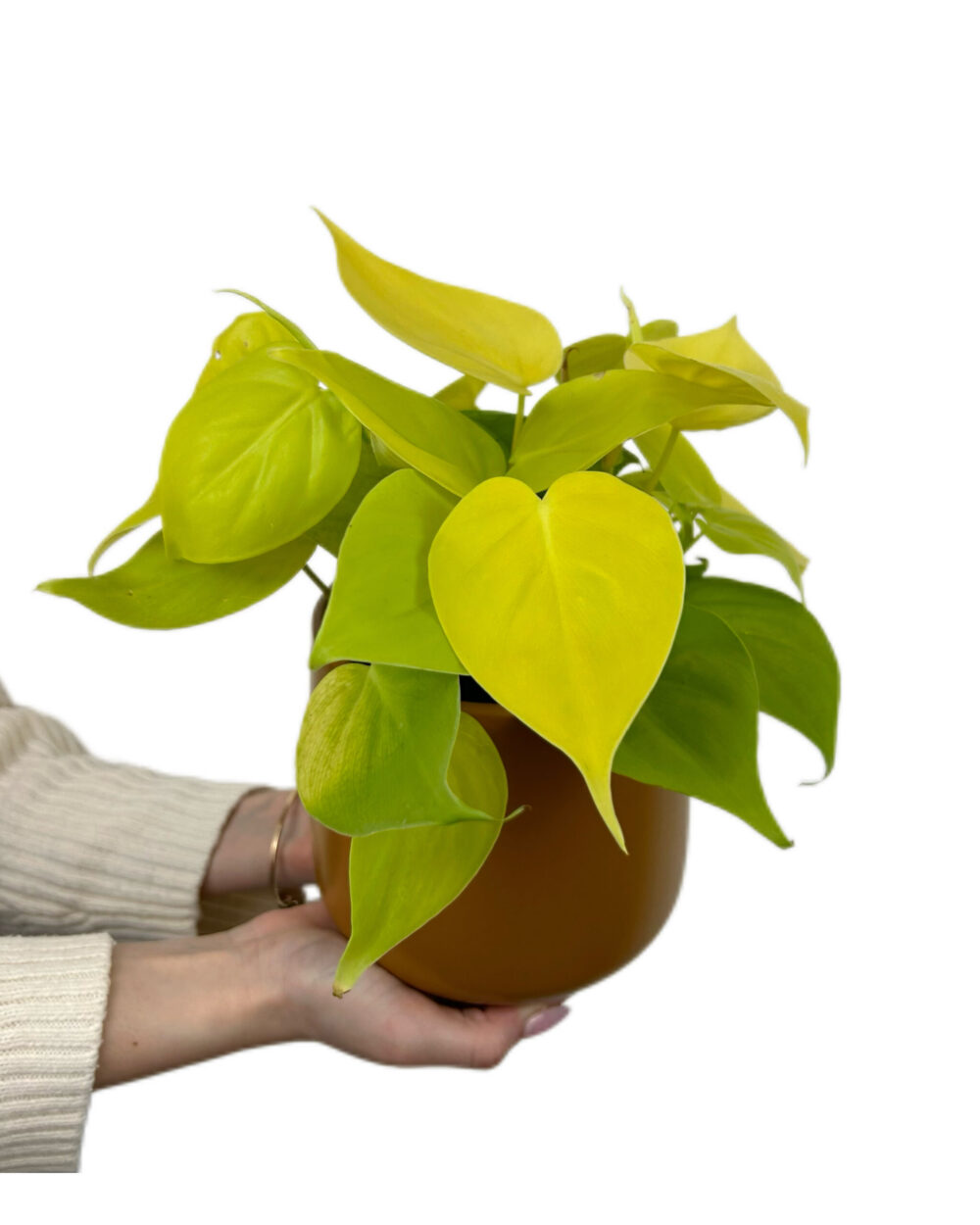 Philodendron scandens ‘Lime’ (M)