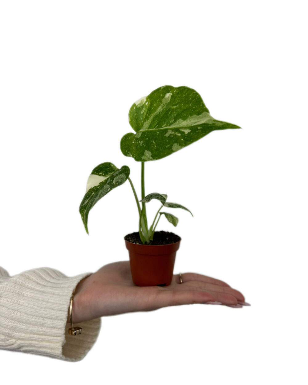 Monstera ‘Thai Constellation’ (XS)