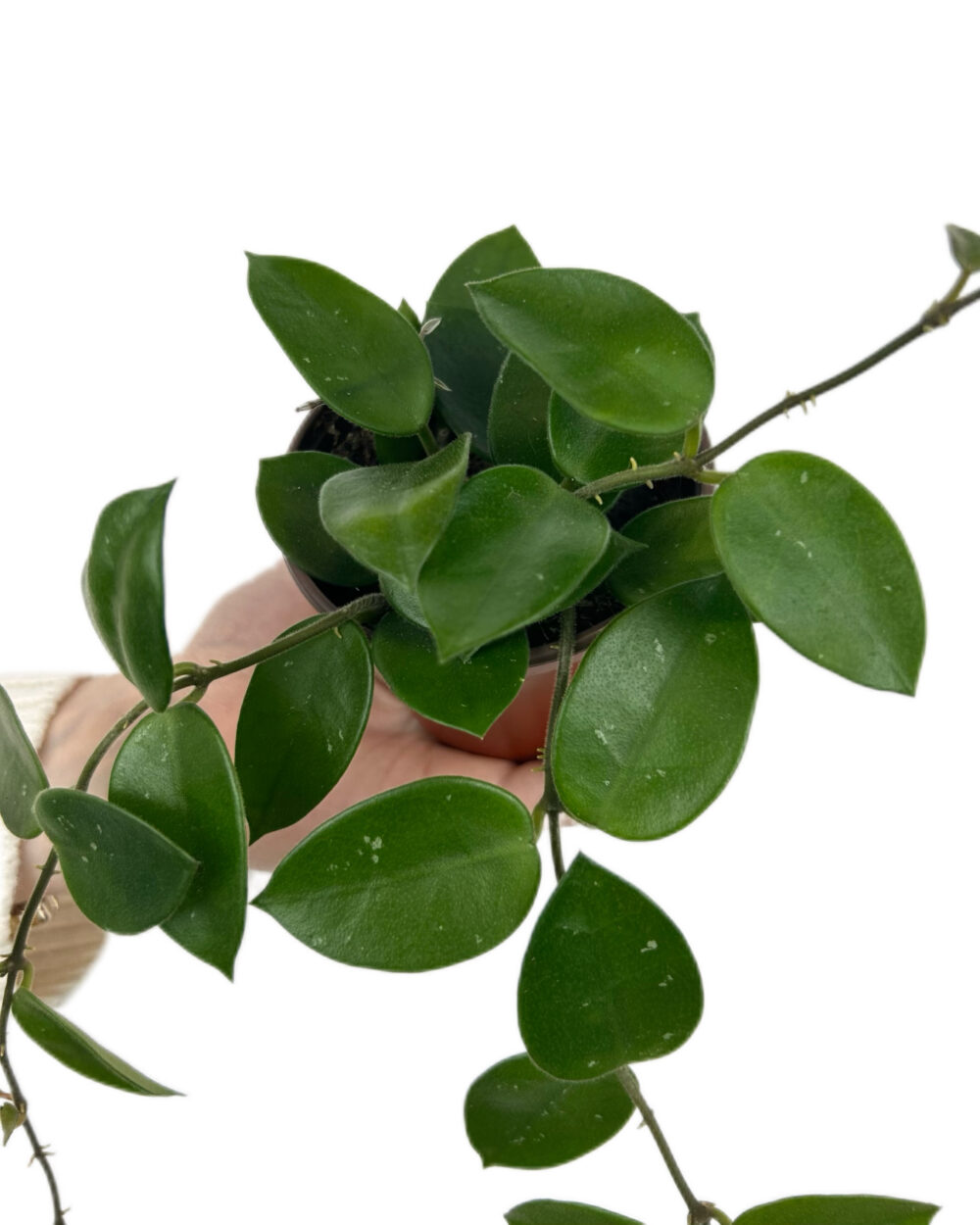 Hoya ‘Chouke’ (S)