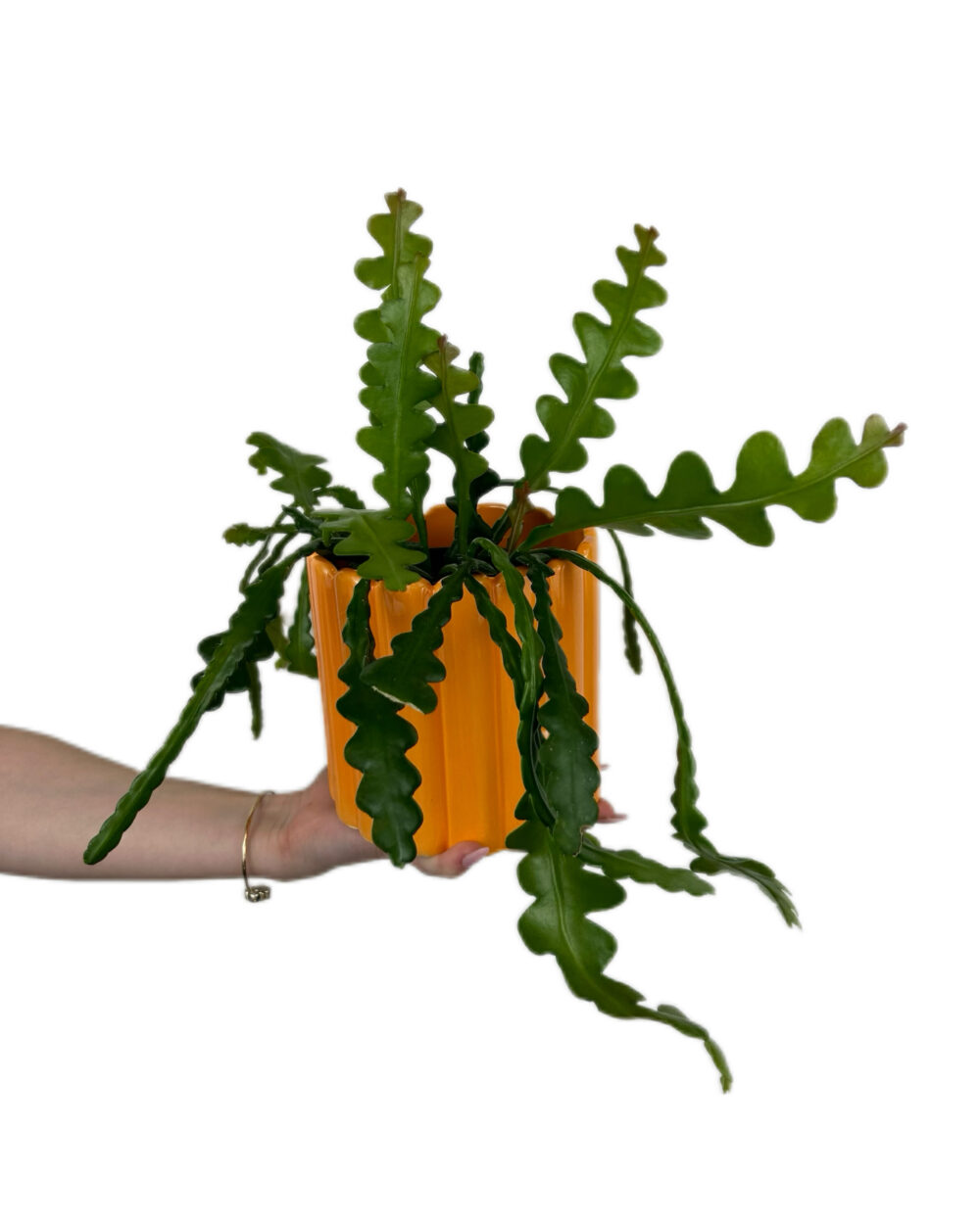 Epiphyllum anguliger (M)