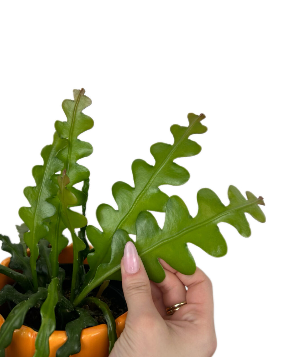 Epiphyllum anguliger (M)