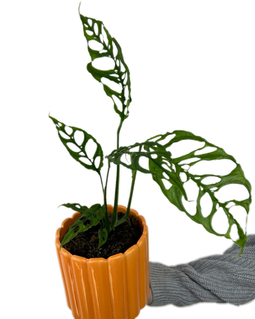 Monstera obliqua ‘Peru’ (M)