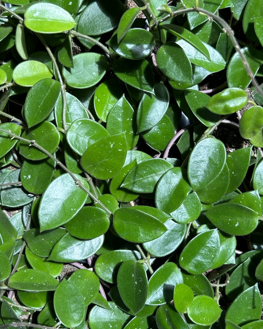 Hoya ‘Chouke’ (S)