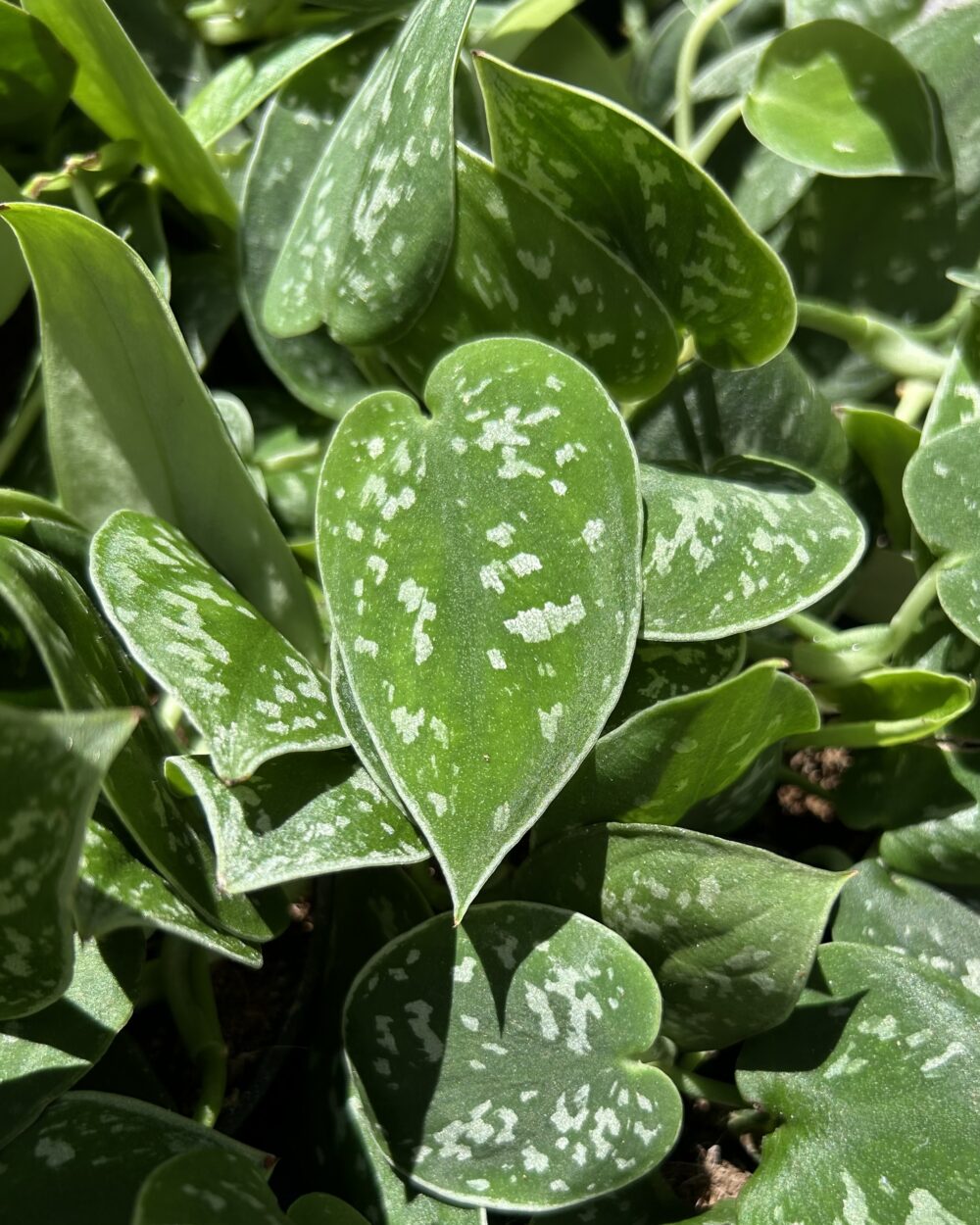 Scindapsus pictus ‘Argyraeus’ (M)