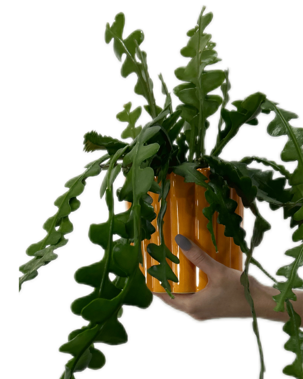 Epiphyllum anguliger (M)