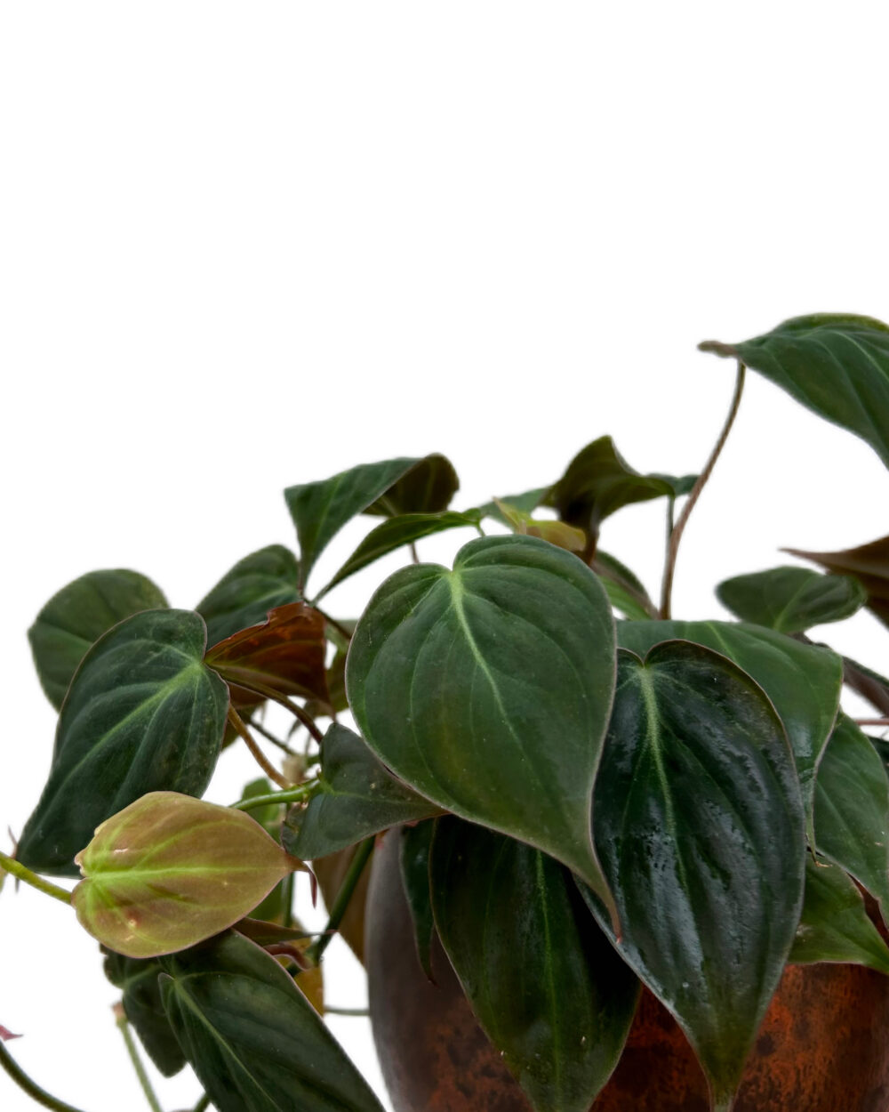 Philodendron scandens ‘Micans’ (M)