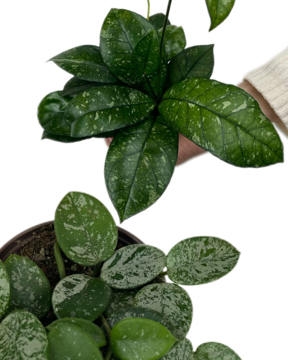 Kosmatincu prijazen komplet (S)