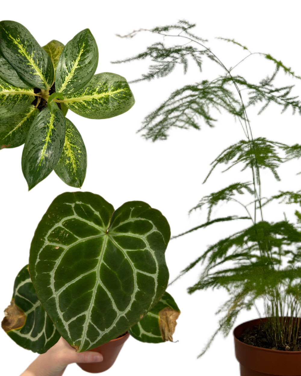 Outlet naključnih žalostnih rastlin