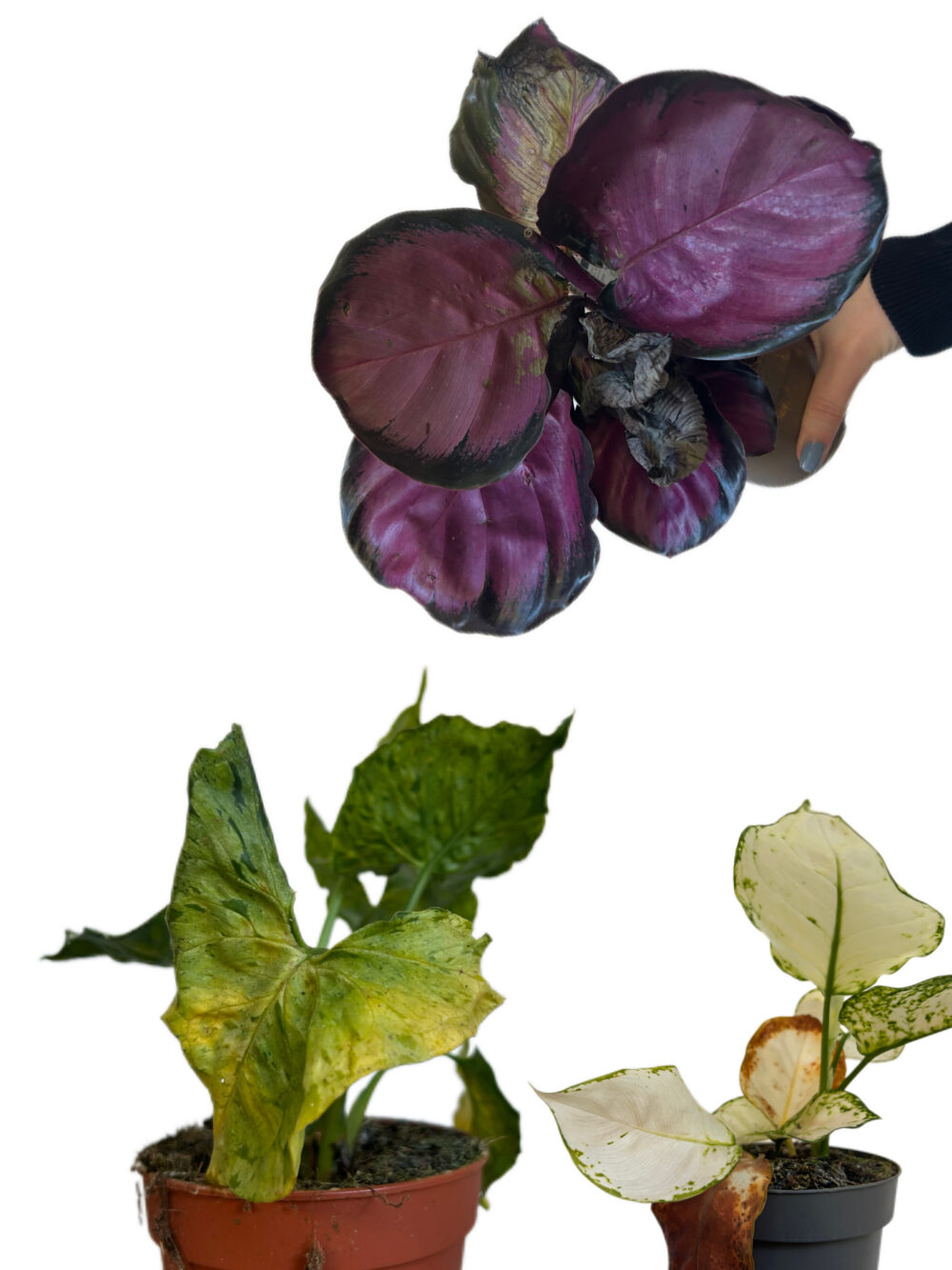 Outlet naključnih žalostnih rastlin