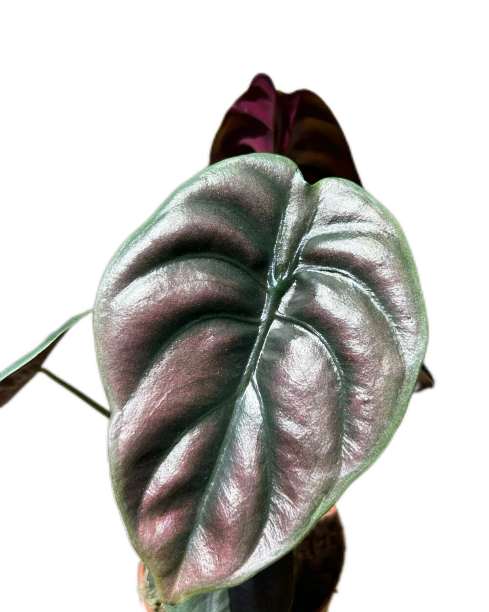 Alocasia cuprea ‘Red Secret’ (M)