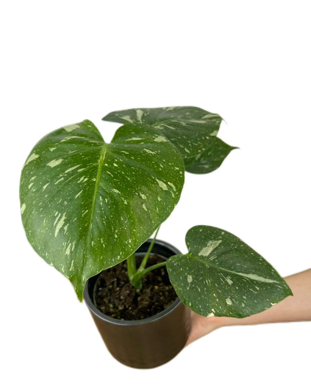 Monstera ‘Thai Constellation’ (M)