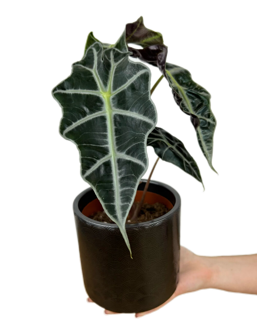Alocasia ‘Polly’ (M)