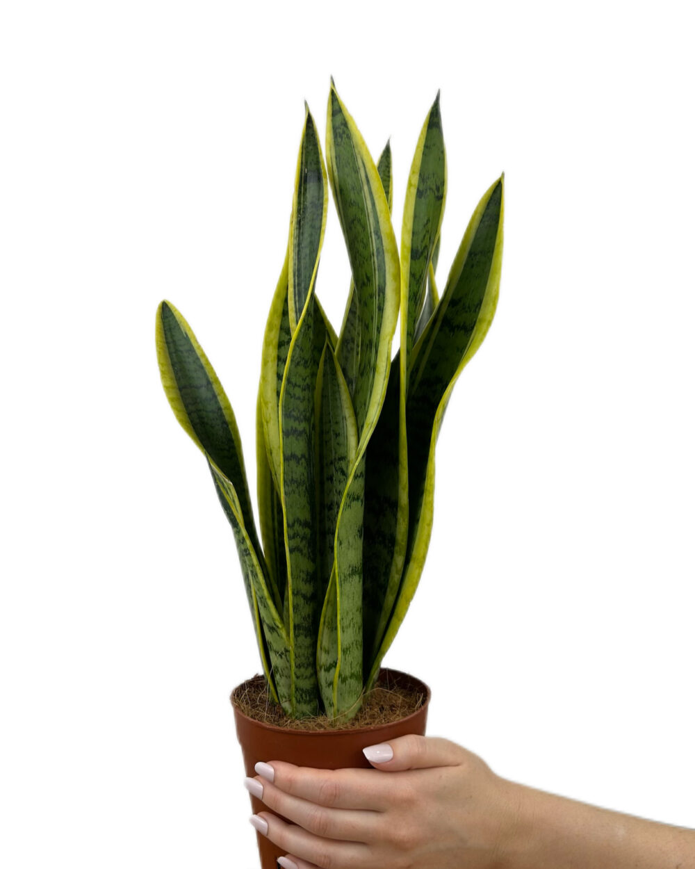 Sansevieria trifasciata ‘Laurentii’ (L)
