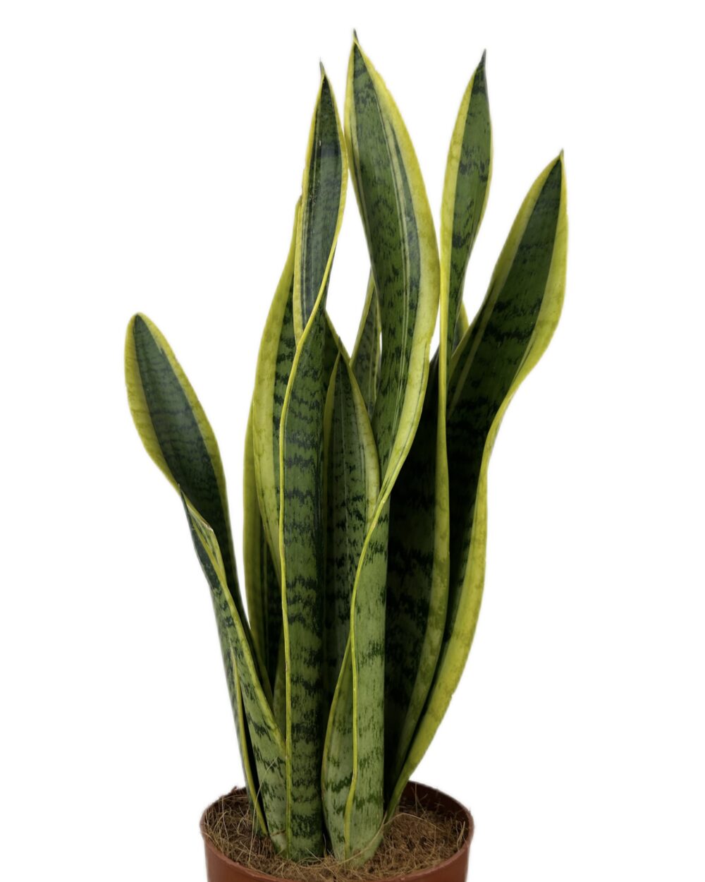 Sansevieria trifasciata ‘Laurentii’ (L)