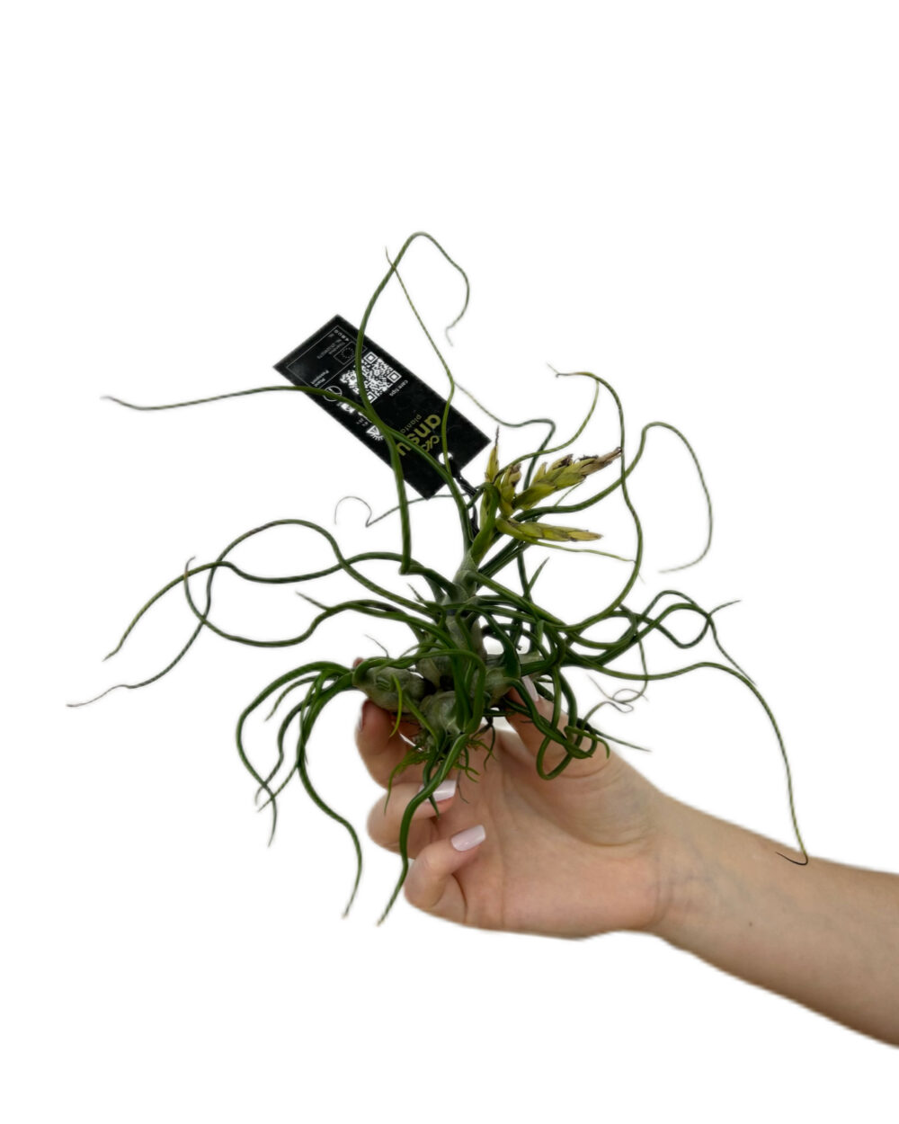 Tillandsia bulbosa (S)