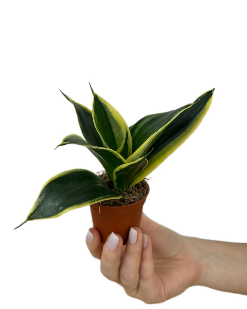 Sansevieria ‘Golden Hahnii Black’ (XS)