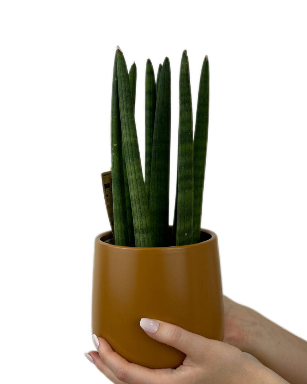 Sansevieria cylindrica ‘Straight’ (M)