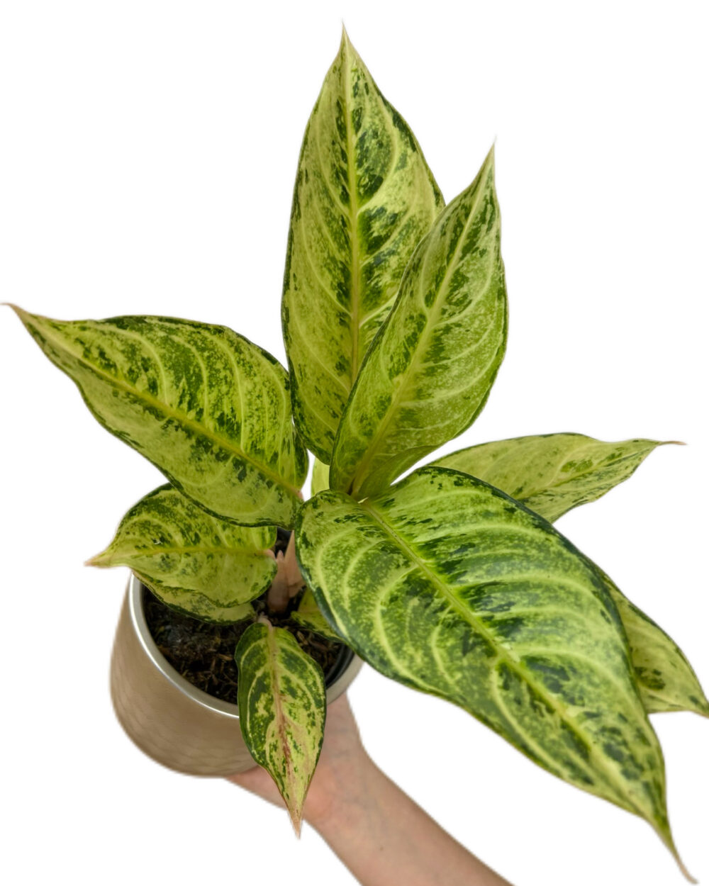 Aglaonema ‘Chartreuse Pretty’ (M)