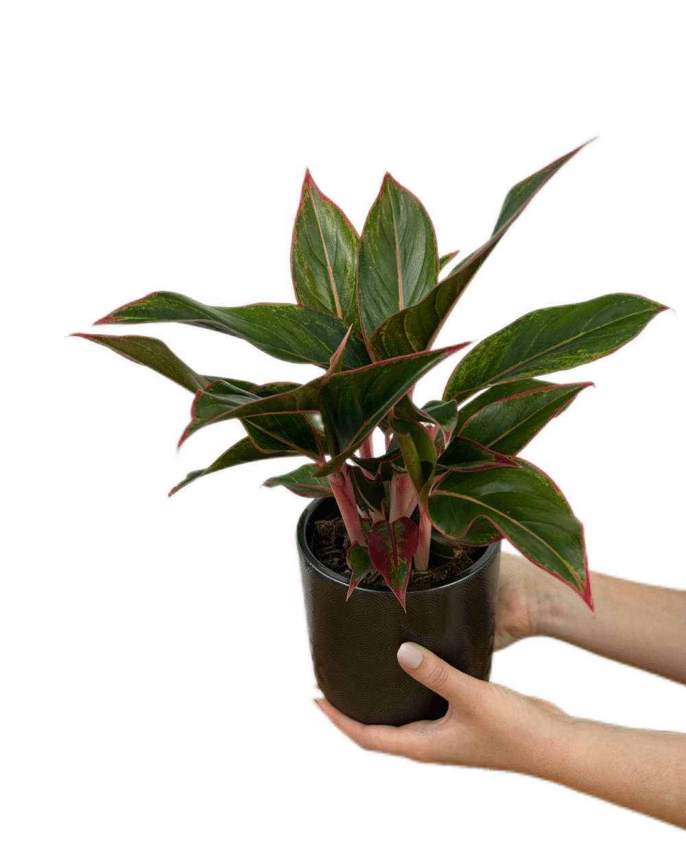 Aglaonema ‘Jungle Red’ (M)