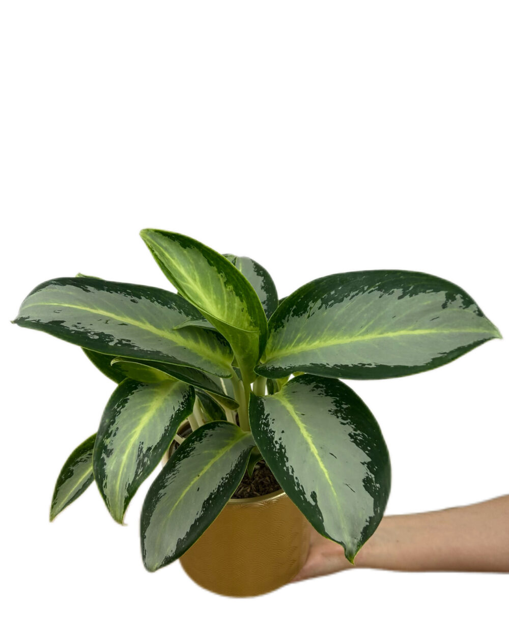 Aglaonema ‘Silver Blue’ (M)