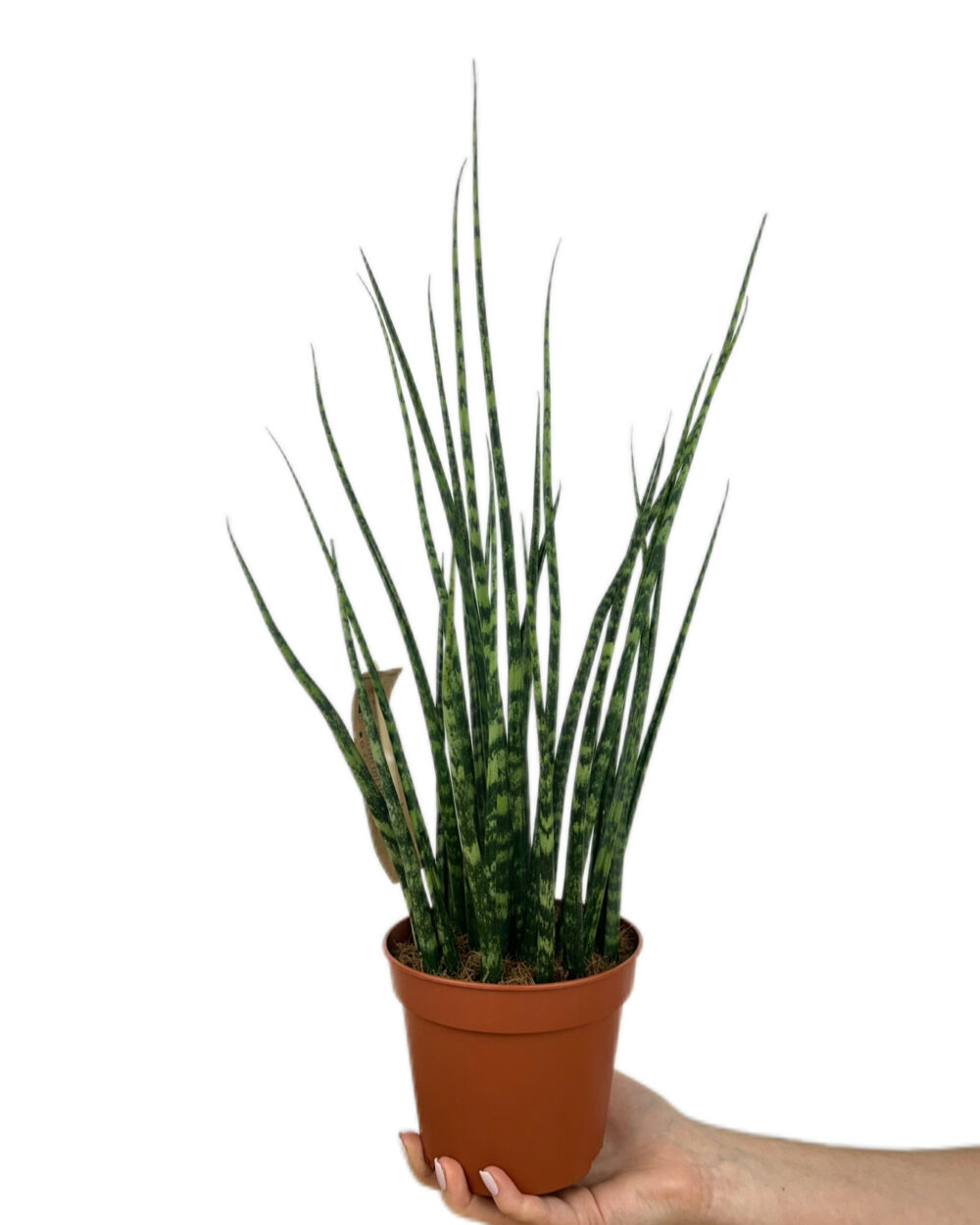 Sansevieria bacularis ‘Fernwood Mikado’ (L)
