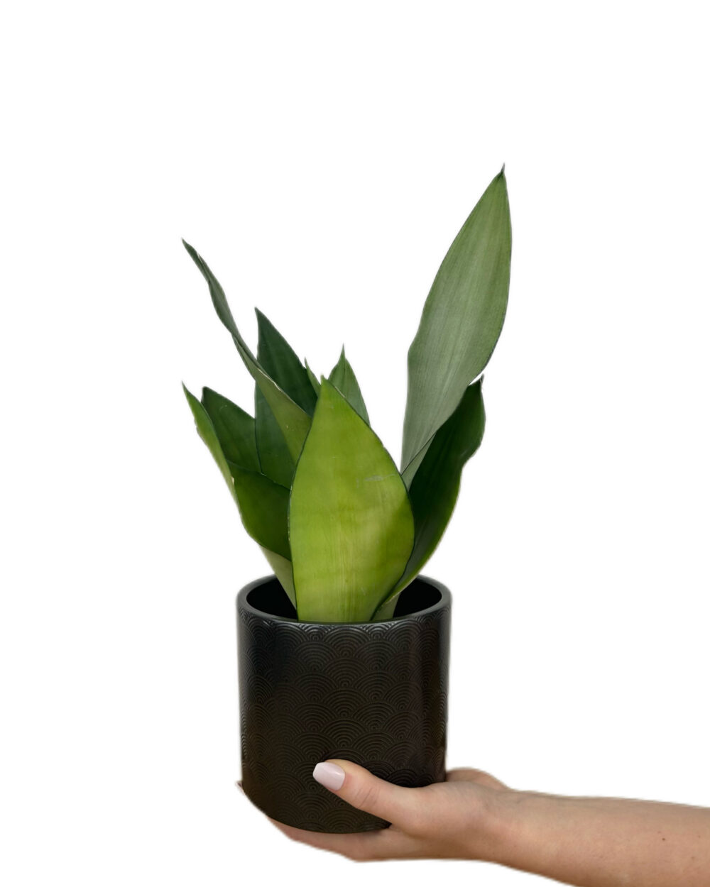 Sansevieria trifasciata ‘Moonshine’ (M)