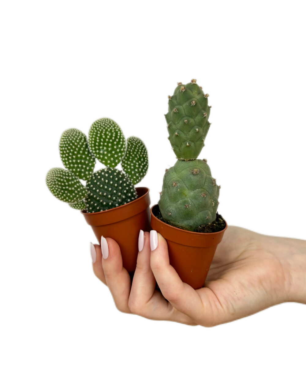 Komplet dveh naključnih opuncij (XS)