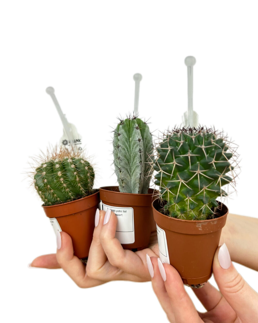 Paket treh naključnih kaktusov (XS)