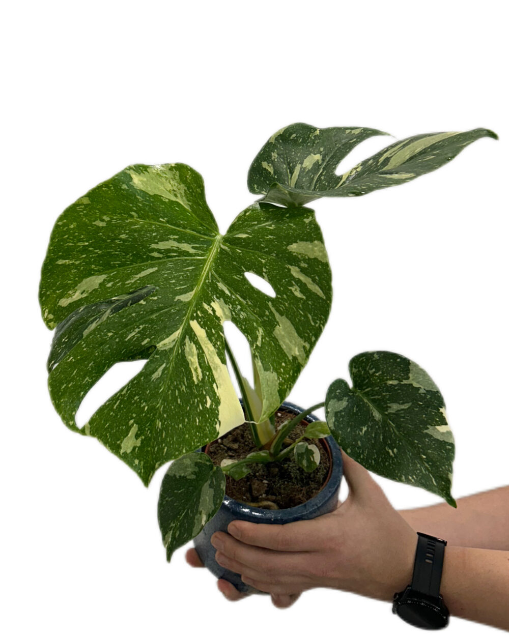 Monstera ‘Thai Constellation’ (M)