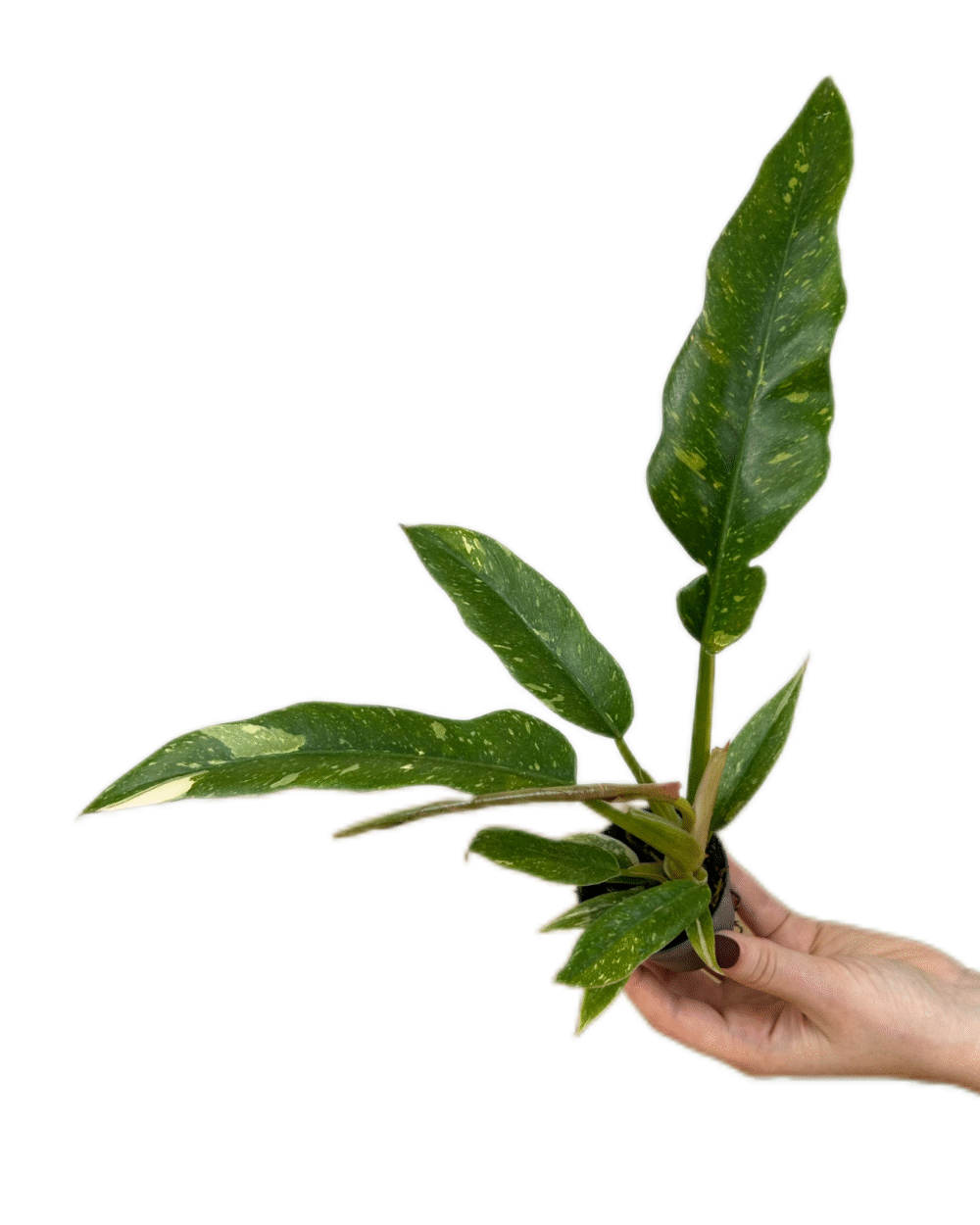 Philodendron ‘Ring of Fire’ (S)