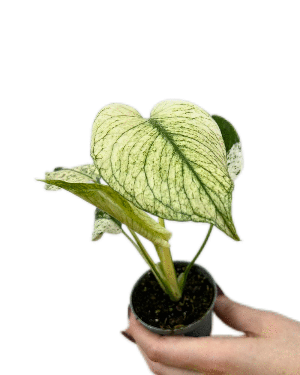 Monstera deliciosa ‘Albovariegata Mint’ (XS)