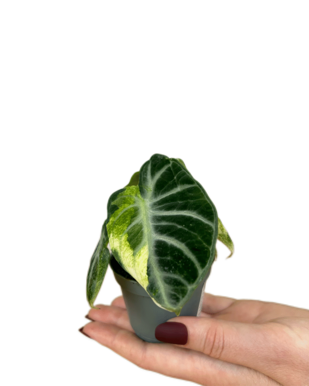 Alocasia ‘Ninja Variegata’ (XS)